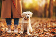 © JenkoAtaman - Cute adorable white golden retriever puppy sitting near female legs during walk in autumn forest