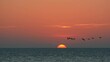 Gänse fliegen durch den Sonnenaufgang im Wattenmeer
