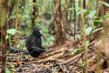 Celebes crested macaque is sitting on the large root of the tree, Tangkoko National Park, Indonesia