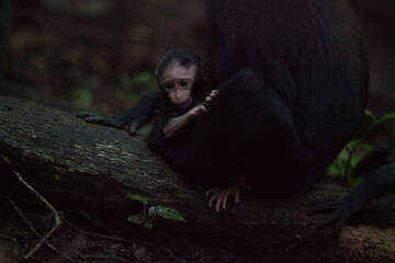 Baby macaca nigra holds its mother tight