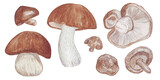 Fototapeta Młodzieżowe - set of watercolor illustrations edible mushrooms isolated on white background, sticker, brown mushrooms, shitake; stiker