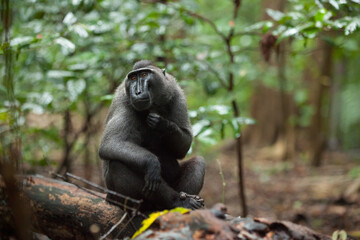 Endangered macaca nigra looks at the camera