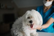 Close-up Of A Maltese Dog And A Vet In A Blurry Background.