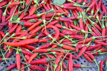 Sticker - red chili on bamboo basket