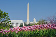 Washington DC skyline and spring flowers