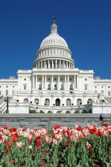 Wall Mural - US Capitol Building and tulips in springtime - Washington DC United States