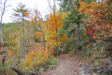 Wall Mural - Hiking trail in the fall in the Great Smoky Mountains National Park, Tennessee