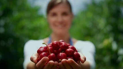 Wall Mural - Cherry harvest in farmers hand. Woman agronomist holding berry in green orchard.