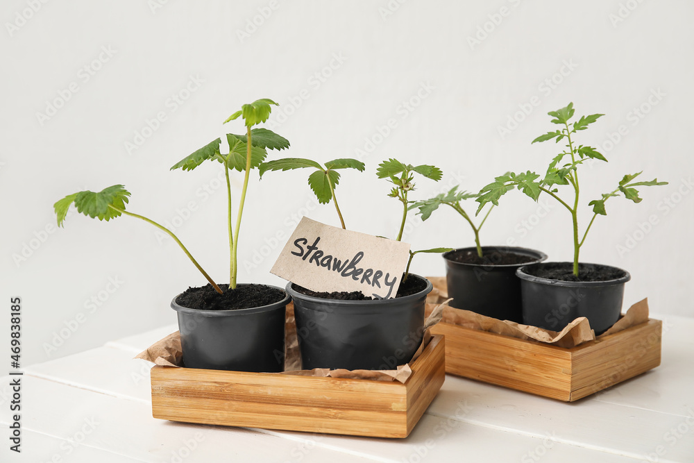 Boxes with young strawberry and tomato seedlings on white wooden table