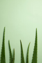 Top View Of Aloe Vera For Plants And Flower Research Advertising , Photography Plants And Flower Content 
