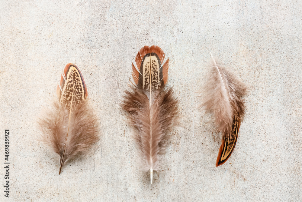 Beautiful pheasant feathers on grunge background