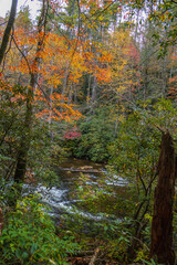 Wall Mural - Tall trees with colorful fall foliage and a stream in the forest