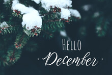 Beautiful Christmas Background With Snow Covered Green Pine Tree Brunch And Lettering Hello December. Trendy Moody Dark Toned Design. Vintage December Wallpaper. Natural Winter Holiday Forest Backdrop