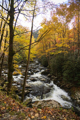 Wall Mural - Cascading mountain stream in the fall Great Smoky Mountains National Park