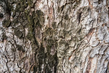 Sticker - Rough and dry. Tree trunk. Tree bark texture. Tree stem cover closeup. Mature tree covered with moss. Woody plant. Forest nature. Natural background.