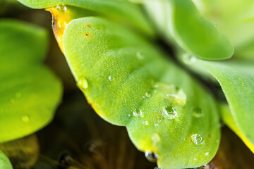 Close up Dew drop on Pistia leaves in daylight