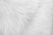 © Amphawan - Dog fur white texture with short patterns smooth background