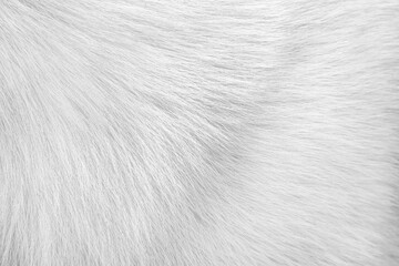 Wall Mural - Dog fur white texture with short patterns smooth background