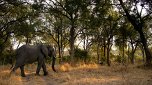African Elephant, Loxodonta Africana, Walks Through Trees