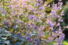 Large Group Of Catnip Flowers Nepeta Cataria In A Garden