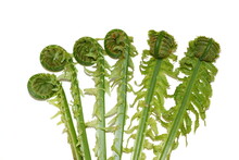 New Green Leaves From Ostrich Fern Matteuccia Struthiopteris Rolling Out On White Background
