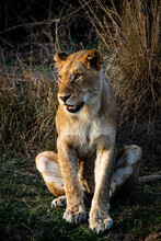 A Lioness, Panthera Leo, Sits, Looking Out Of Frame
