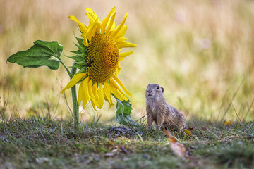 Groundhog sits in a meadow in the shade and watches the surroundings.