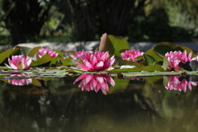 Three Beautiful Pink Flowers Of A Water Lily Are Reflected In The Green Water Of The Pond