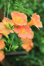 Beautiful View Of Blooming Trumpet Creeper,Campsis Grandiflora Flowers,close-up Of Orange Flowers Blooming In The Garden 
