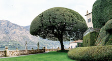 Holm Oak On A Green Lawn Near Villa Balbianello. Italy