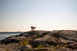 © Johnér - Child climbing on rocky shore