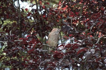 Wall Mural - red cardinal on a branch