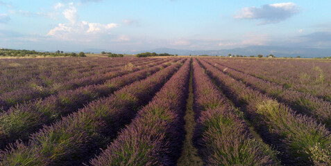 Wall Mural - Photo aérienne de champs de lavande sur le plateau de Valensole, Alpes-de-Haute-Provence, France