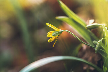 Wild flowers