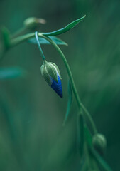 Wild flowers