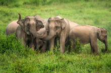 Herd Of Asian Elephant Protective An Elephant Calf On The Grassland.