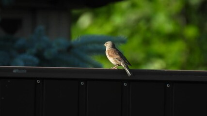 Wall Mural - eurasian linnet (linaria cannabina) woman sitting on a fence in the forest on a blurred green background. natural sound