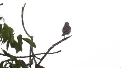 Canvas Print - song thrush (turdus philomelos) sits on a branch and sings on a white background. natural sound