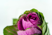 Beautiful Decorative Cabbage On A White Wall Background. An Unusual Flower For A Bouquet