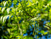 Close-up New Leaves With Flowers Of The Pecan Nut Tree (Carya Illinoinensis). Male Inflorescence On Pecan Branches. Spring Arboretum Park Southern Cultures In Sirius (Adler) Sochi. Selective Focus.
