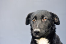 Portrait Of A Black Dog With Ears Pressed To Its Head On A Gray Background