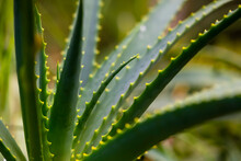 Aloe Vera, A Succulent Plant Species Of The Genus Aloe For Medical And Cosmetical Use. Thick Green Leaves With Typical Teeth Growing In Semi Tropical Climate In Garden Park On Madeira Island Portugal 