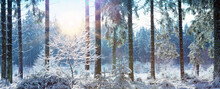 Winter Landscape With Snow Covered Trees And Sunlight.