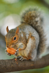 Wall Mural - Close up view of a squirrel eating a nut in a tree with green background. Animals in the middle of nature.