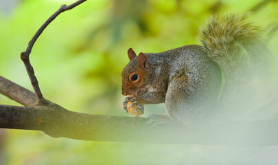 Poster - Close up view of a squirrel eating a nut in a tree with green background. Animals in the middle of nature.