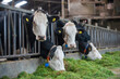 Cows in cowshed