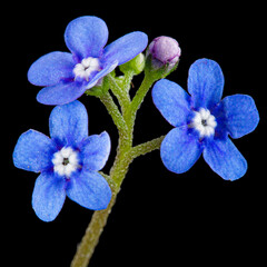 Blue flowers of brunnera, forget-me-not, myosotis, isolated on black background