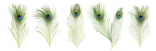 Beautiful Bright Peacock Feathers On White Background, Collage. Banner Design