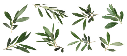 Set with fresh green olive leaves on white background. Banner design