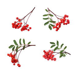 set with ripe rowan berries on white background